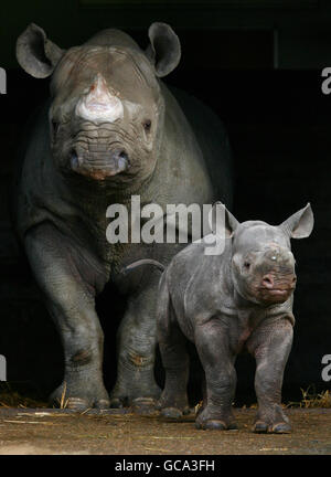 Schwarze Nashorn Kalb geboren am Port Lympne Wild Animal Park Stockfoto