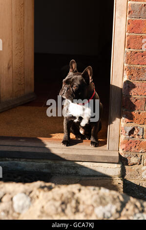 Französische Bulldogge Stockfoto