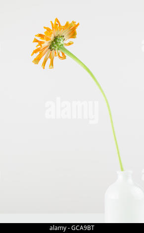 Langer Stiel orange Zinnia Blume in weiße Vase mit hoher wichtigen Hintergrund. Stillleben-Anordnung im Minimalismusstil. Stockfoto