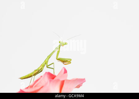 Seitenansicht der junge grüne Gottesanbeterin Nymphe mit Kopf wandte sich an Gesicht Viewer. Nahaufnahme von vorteilhaften Insekt auf rosa Blume. Stockfoto