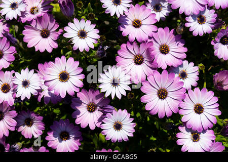 Multi farbige Daises Blumen Stockfoto