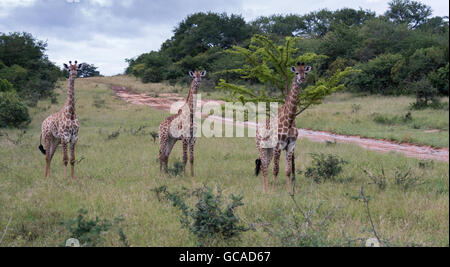 Giraffe in Südafrika auf Safari Krüger Nationalpark Stockfoto