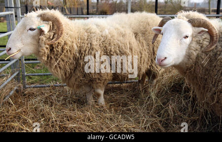 Wimpole Hall Farm - Arrington Stockfoto