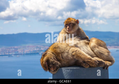 Die Affen von Gibraltar Stockfoto