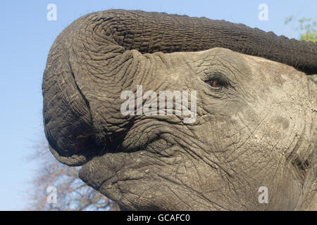 Elefant heben sein Stamm, Mosi-Oa-Tunya Nationalpark, Livingstone, Sambia Stockfoto