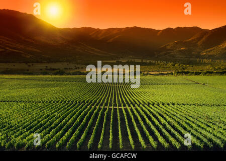 WEINGUT VINA SANTA CRUZ WEINGUT COLCHAGUA VALLEY, CHILE Stockfoto