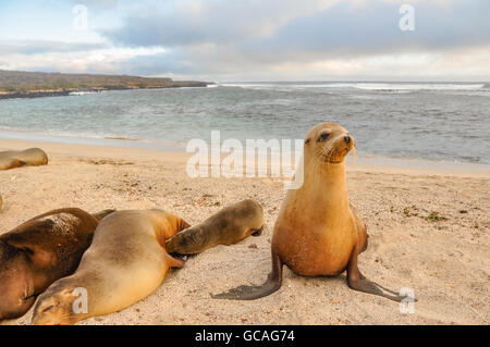 Galapagos-Seelöwen-Familie, Loberia Beach, San Cristibal Insel, Galapagos-Inseln, Ecuador Stockfoto