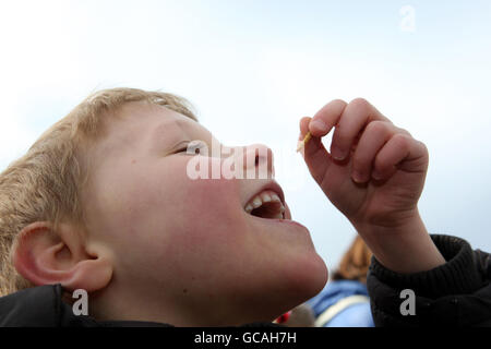 Essbare Insekten Stockfoto