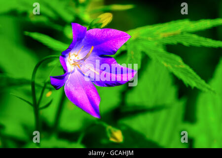 Campanula im Sommer Wildblumen Feld Tiefenschärfe.  Wildblumenwiese. Blumen Hintergrund. Stockfoto