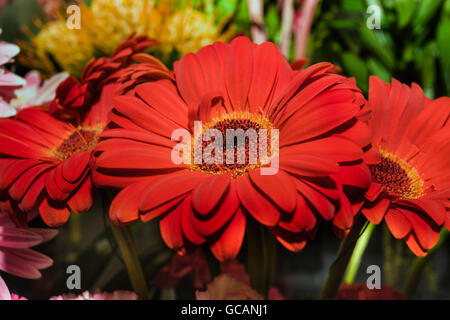 Drei schöne Gerbera Blumen Nahaufnahme mit grünen unscharfen Hintergrund, es ist ein gelbes Stigma auf die roten Blumen Stockfoto