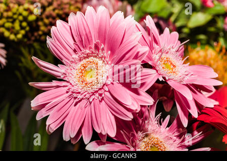 Rosa Gerbera Blumen Haufen in einem Souvenirladen schließt sich mit einen schönen Blick auf langen Blütenblätter im Detail Stockfoto