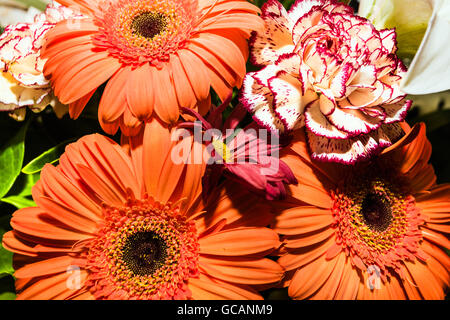 Gerbera und Nelken in einem einzigen Bündel zusammen schließen aufgeben sehr attraktiven Farben suchen Stockfoto