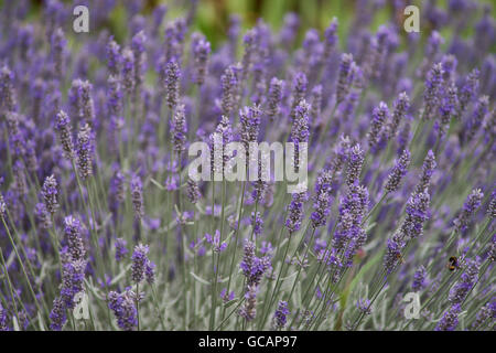 Viele blühende Lavendel Blüte Lavandula angustifolia Stockfoto