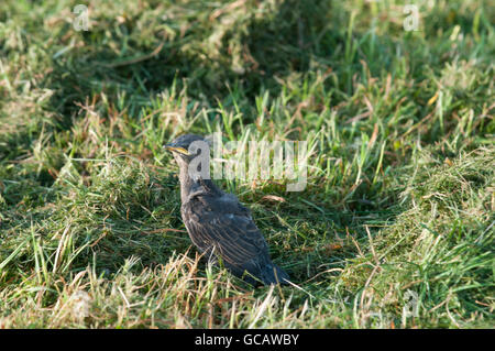 Babyvogel Gras, verloren und versucht, Nest zu finden und seine Mutter Stockfoto