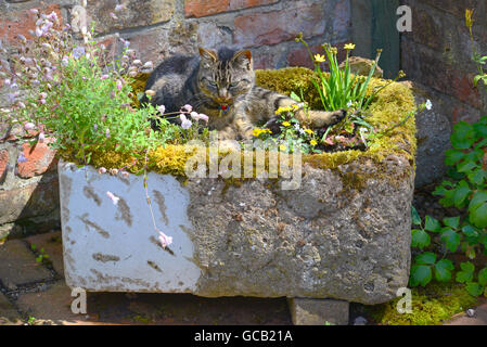 Tabby Katze, die Sonne zu genießen im alten Belfast Waschbecken als Garten Blume Wanne gelegt Stockfoto