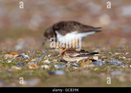 Snow Bunting Plectrophenax Nivalis Fütterung mit Steinwälzer am Kiesstrand am Salthouse Norfolk Stockfoto