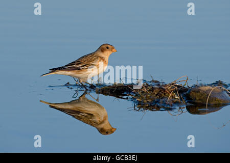 Snow Bunting Plectrophenax Nivalis trinken aus Küsten Pfütze auf der Kiesstrand am Salthouse Norfolk Stockfoto