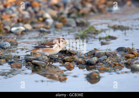 Schneeammer Plectrophenax nivalis Trinken und Baden im Pool an der Küste Stockfoto