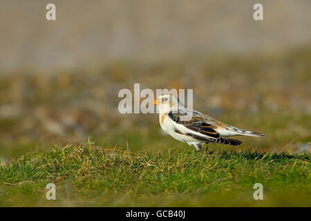 Snow Bunting Plectrophenax Nivalis Männchen ernähren sich von Kiesstrand am Salthouse Norfolk Stockfoto