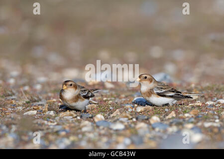 Täubchen Plectrophenax Nivalis Fütterung auf Kiesstrand am Salthouse Norfolk Stockfoto