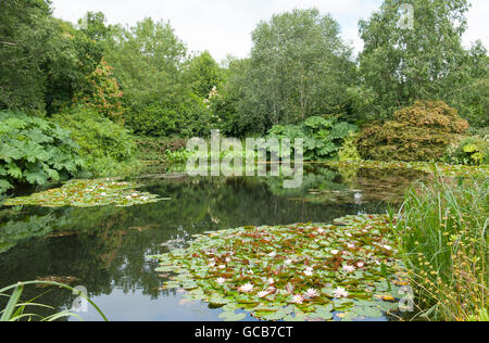 Seerosen (Nymphaea) in den See im RHS Rosemoor in Devon, England, Vereinigtes Königreich Stockfoto