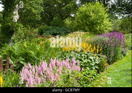 Blumenbeet rosa Astilben, gelbe Ligularia und lila Lythrum im Sommer Stockfoto