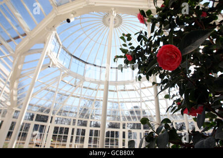 Eine „Middlemist's Red“-Kamelie, die als eines von nur zwei Beispielen der Vielfalt der Welt gilt, im Wintergarten Chiswick House Gardens im Westen Londons. Stockfoto