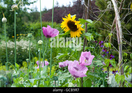 Schlafmohn (Papaver Somniferum) in der Cottage-Garten am RHS Rosemoor in Devon, England, UK Stockfoto