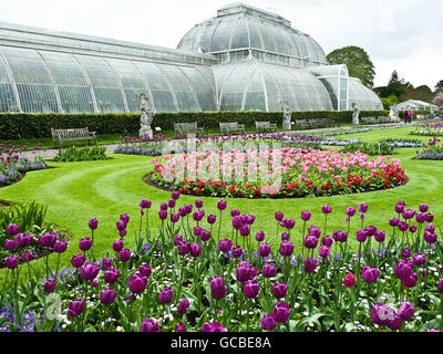 Tulpen gepflanzt Blumenbeete vor dem Palmenhaus, Kew Gardens, London. Stockfoto