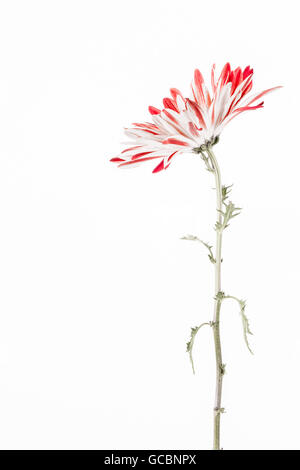 Malerischer Blick rote und weiße Chrysantheme Blumen, Blätter und Stengel, in Seitenansicht Stockfoto
