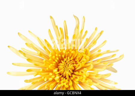 Schließen Sie Ansicht der gelbe Chrysantheme Blume vorne. Stockfoto