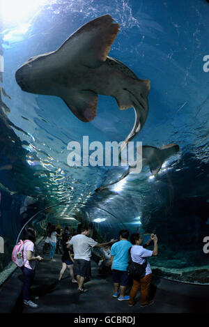 Das Siam Ocean World Aquarium in der Hauptstadt Bangkok von Thailand in Suedostasien. Stockfoto