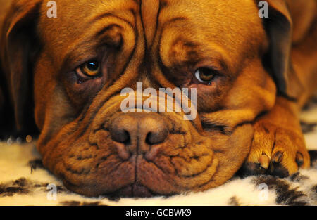 Eine Dogue de Bordeaux wartet auf die Show in Crufts, NEC, Birmingham. Stockfoto