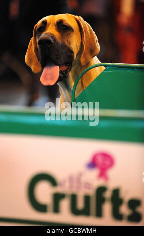 Eine Dogge wartet auf die Ausstellung in Crufts, NEC, Birmingham. Stockfoto