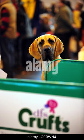 Crufts 2010. Eine Dogge wartet auf die Show im Crufts, NEC, Birmingham. Stockfoto