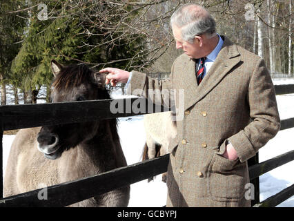 Der Prinz von Wales mit polnischen Tarpan Pferden während eines Besuchs in einem Naturschutzgebiet in Bialowie, Polen. Prinz Charles und die Herzogin von Cornwall besuchen Polen im Rahmen einer Tour durch Osteuropa. Stockfoto