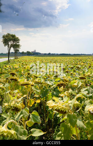 Wullersdorf Blick auf einem Sonnenblumenfeld bei Wullersdorf, Kirche St. Georg Austria Niederösterreich, Niederösterreich Weinviertel Stockfoto