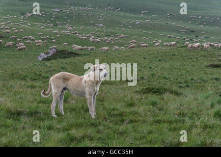 Viehbestand Hüterhund bewachen eine große Herde von Schafen in Bergen Stockfoto