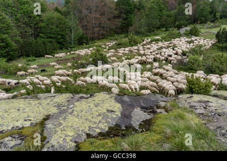 eine Herde Schafe weiden lassen den Rasen in den Bergen Stockfoto