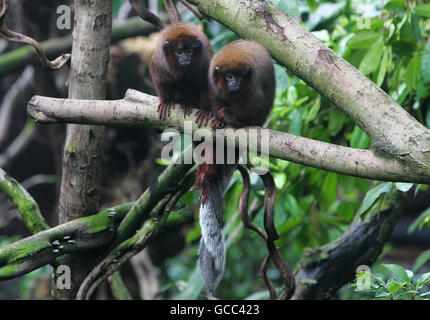 Ein Paar roter Titi-Affen sitzt auf einem Ast mit ihren Schwänzen, die in Rainforest Life verschlungen sind, im ZSL (Zoological Society of London) London Zoo, einem lebenden Regenwald, der in einer riesigen Bio-Kuppel gebaut wurde und eine riesige Brutstätte für frei herumziehende Affen, Faultiere, Baumanteater und Vögel sein wird. Stockfoto