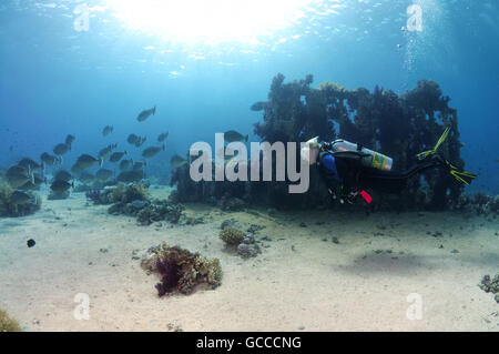 Rotes Meer, Ägypten, Ägypten. 3. März 2016. Weibliche Taucher bei Schule Bluespine Unicornfish (Naso Unicornis) auf das Skelett Wrack von Yolanda, Shark Yolanda Riff, Ras Mohammed Nationalpark, Sinai, Sharm el-Sheikh, Rotes Meer, Ägypten, Afrika © Andrey Nekrassow/ZUMA Wire/ZUMAPRESS.com/Alamy Live-Nachrichten Stockfoto