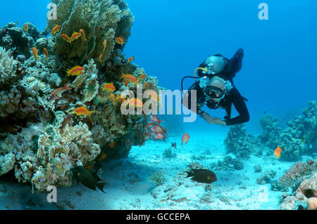 Rotes Meer, Ägypten. 3. März 2016. Männlichen Taucher mit einer Schule von Longspine Anthias (Pseudanthias Squamipinnis), Shark Yolanda Reef Nationalpark Ras Mohammed, Scharm el-Scheich, Ägypten © Andrey Nekrassow/ZUMA Wire/ZUMAPRESS.com/Alamy Live-Nachrichten Stockfoto