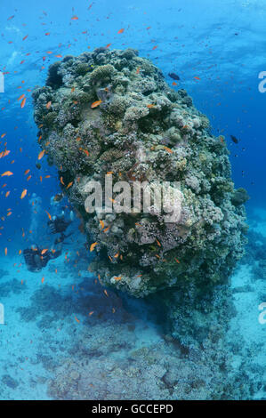 Rotes Meer, Ägypten. 3. März 2016. Männlichen Taucher mit einer Schule von Longspine Anthias (Pseudanthias Squamipinnis) an Korallen Säule, Rotes Meer, Al Qusayr, Ägypten, Afrika © Andrey Nekrassow/ZUMA Wire/ZUMAPRESS.com/Alamy Live-Nachrichten Stockfoto