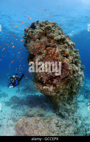 Rotes Meer, Ägypten. 3. März 2016. Männlichen Taucher mit einer Schule von Longspine Anthias (Pseudanthias Squamipinnis) an Korallen Säule, Rotes Meer, Al Qusayr, Ägypten, Afrika © Andrey Nekrassow/ZUMA Wire/ZUMAPRESS.com/Alamy Live-Nachrichten Stockfoto