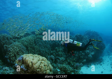 3. März 2016 - Rotes Meer, Ägypten - weibliche Taucher mit einer Schule von Gelbflossen-Goatfish (Mulloidichthys guentheri), Rotes Meer, Ägypten, Afrika (Credit-Bild: © Andrey Nekrassow/ZUMA Wire/ZUMAPRESS.com) Stockfoto