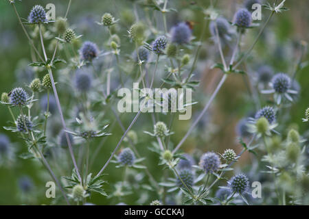 Eryngium Planum blauer Eryngo flache Meer holly Stockfoto