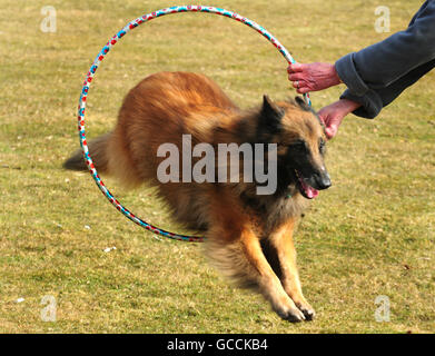 Carole Thornlergh praktiziert mit Ross, einem belgischen Schäferhund, am NEC in Vorbereitung auf DSL Crufts. Stockfoto