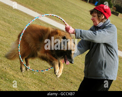 Carole Thornlergh praktiziert mit Ross, einem belgischen Schäferhund, am NEC in Vorbereitung auf DSL Crufts. Stockfoto