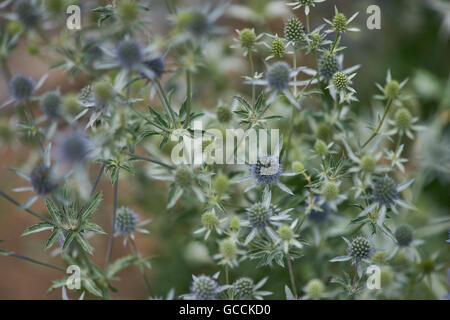 Eryngium Planum blauer Eryngo flache Meer holly Stockfoto