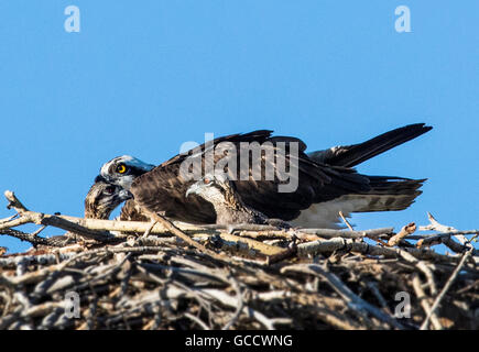 Erwachsenen Osprey & junge im Nest, Pandion Haliaetus, Sea Hawk, Fischadler, Fluss Hawk, Hawk Fisch, Raptor, Chaffee County, Colorado, Stockfoto